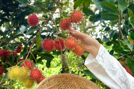 Tour miền Tây Cái Bè - An Giang (2 Ngày) | Thánh Thất - Cù Lao - Lò Nghề - Vườn Trái Cây - Nhà Cổ - Rừng Tràm - Di Tích Núi Sam